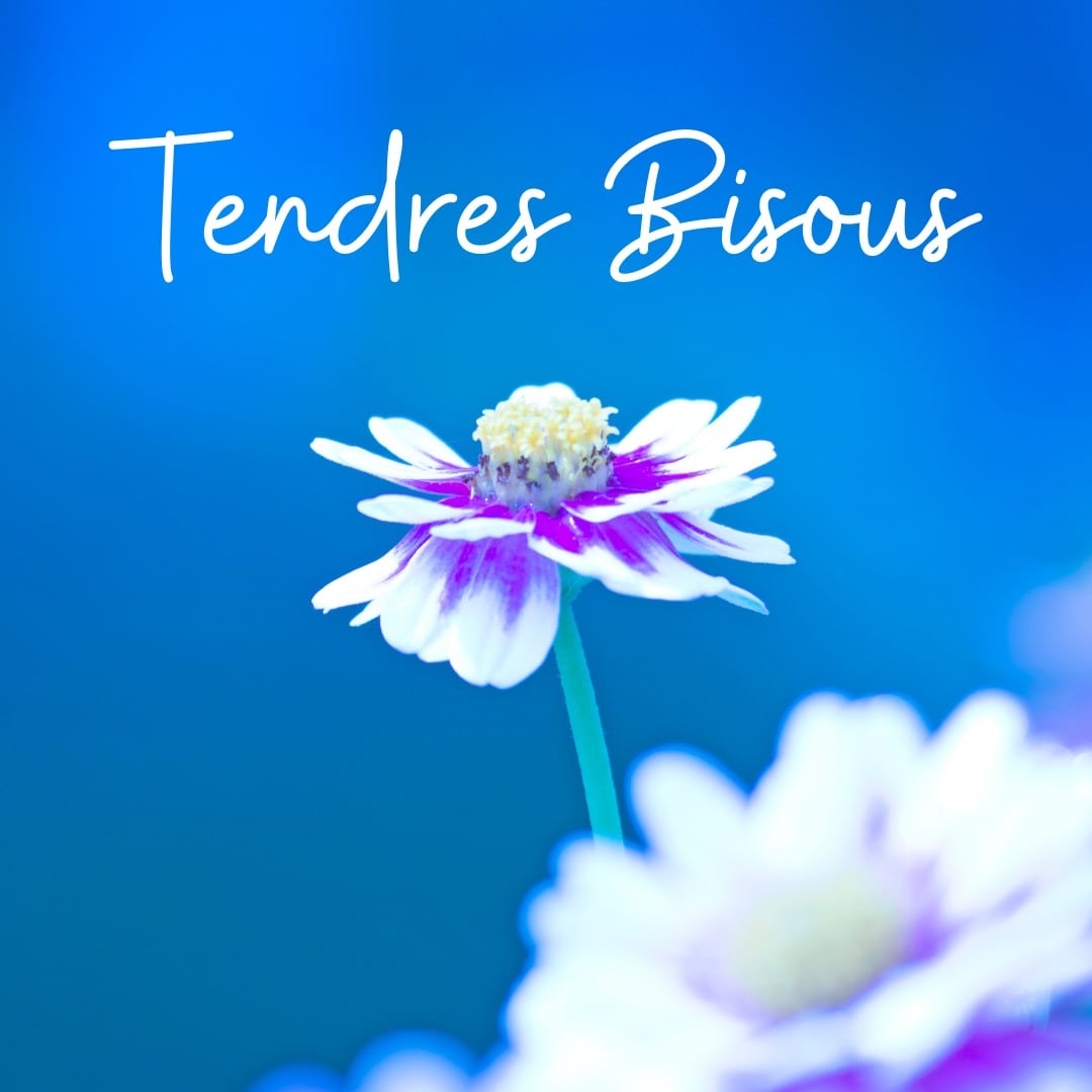 petite fleur blanche et violette avec texte : tendres bisous