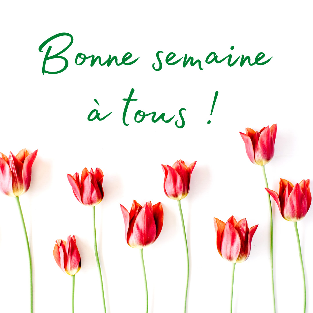 tulipes rouges sur fond blanc, avec texte : bonne semaine à tous