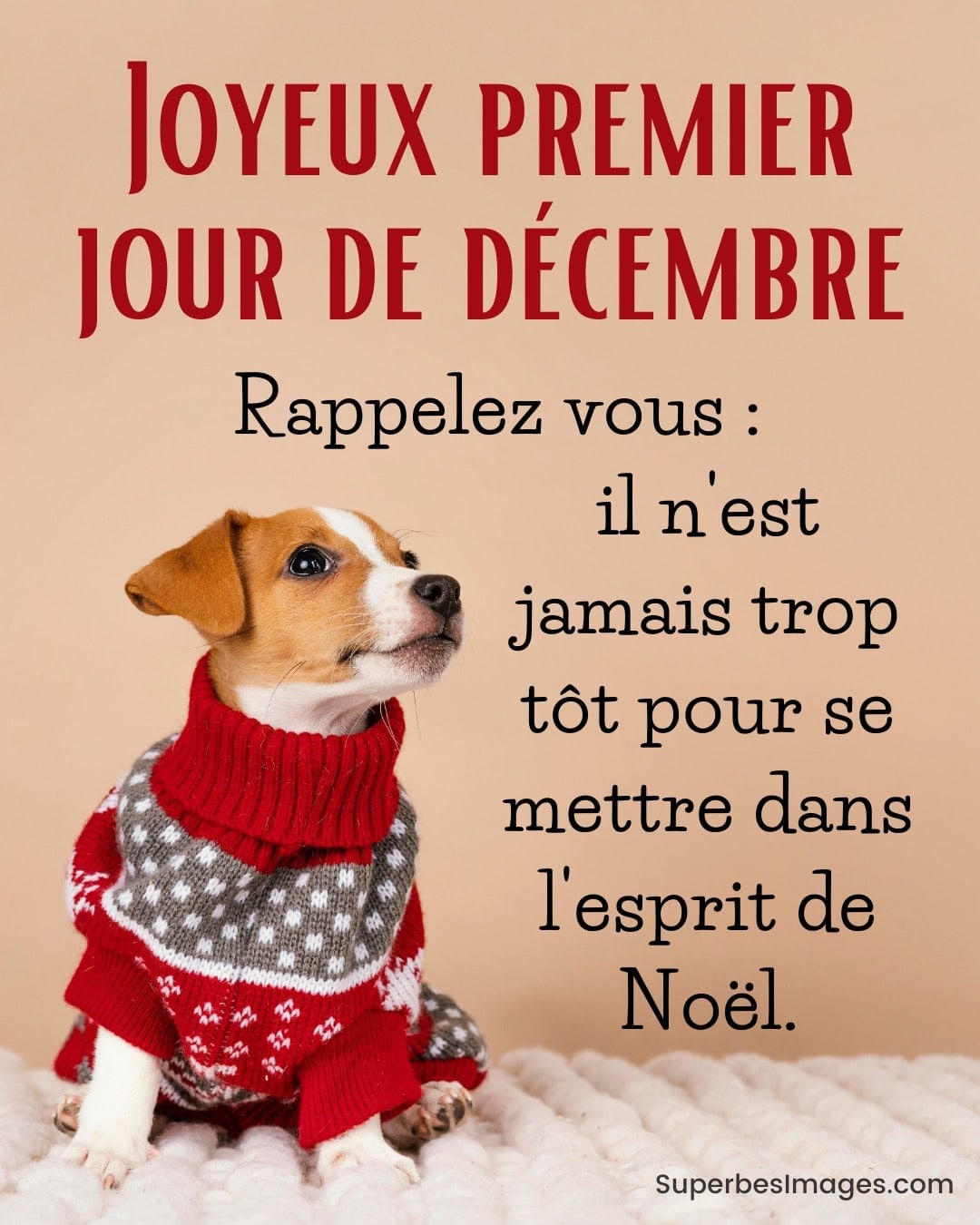 joli chien portant un pull de noël, avec un message pour le 1er décembre