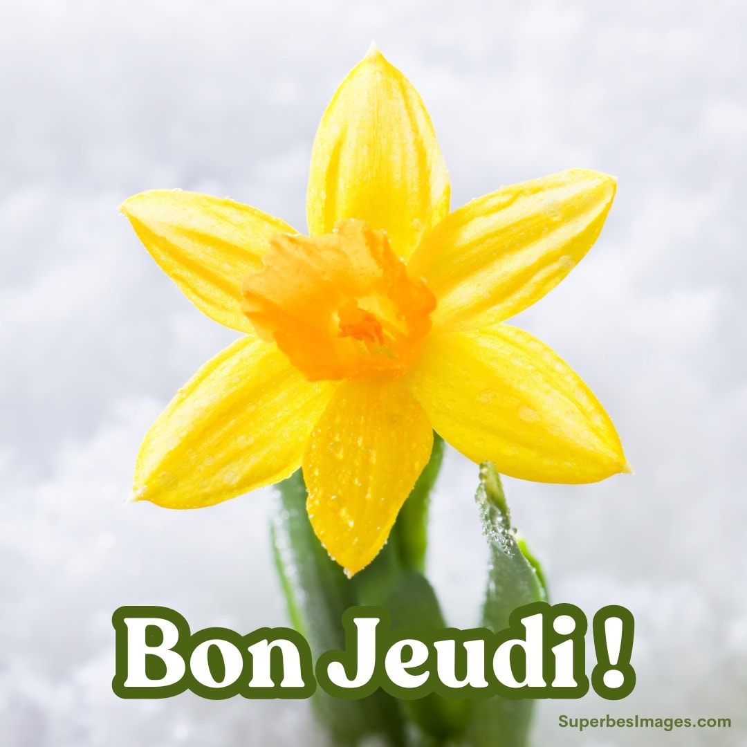 Une jonquille jaune sur fond de neige avec les mots 'Bon Jeudi!'