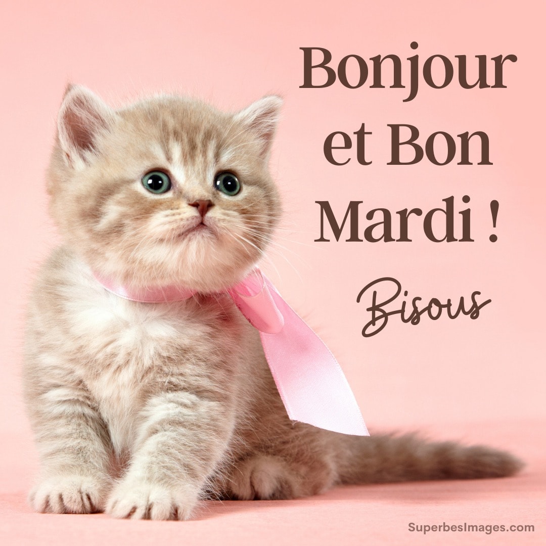 adorable chaton portant un ruban rose, avec texte : bonjour et bon mardi, bisous