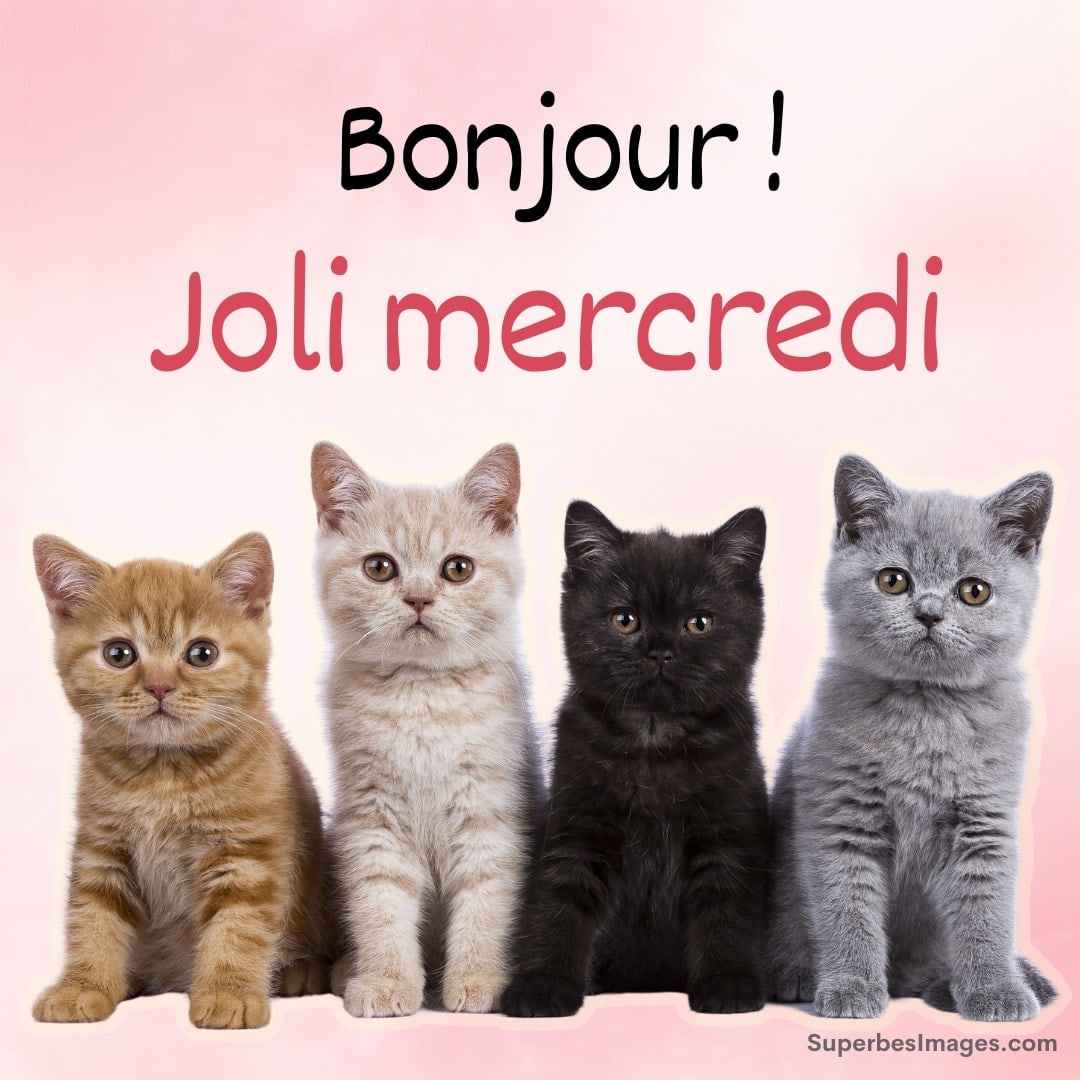 Quatre chatons mignons avec un message 'Bonjour ! Joli mercredi'