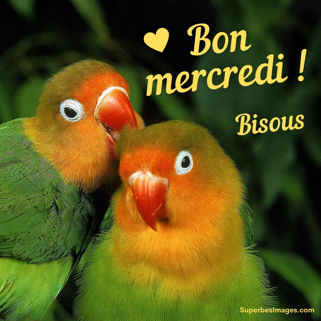 Deux perroquets colorés semblent se faire un câlin. Texte: Bon mercredi ! Bisous