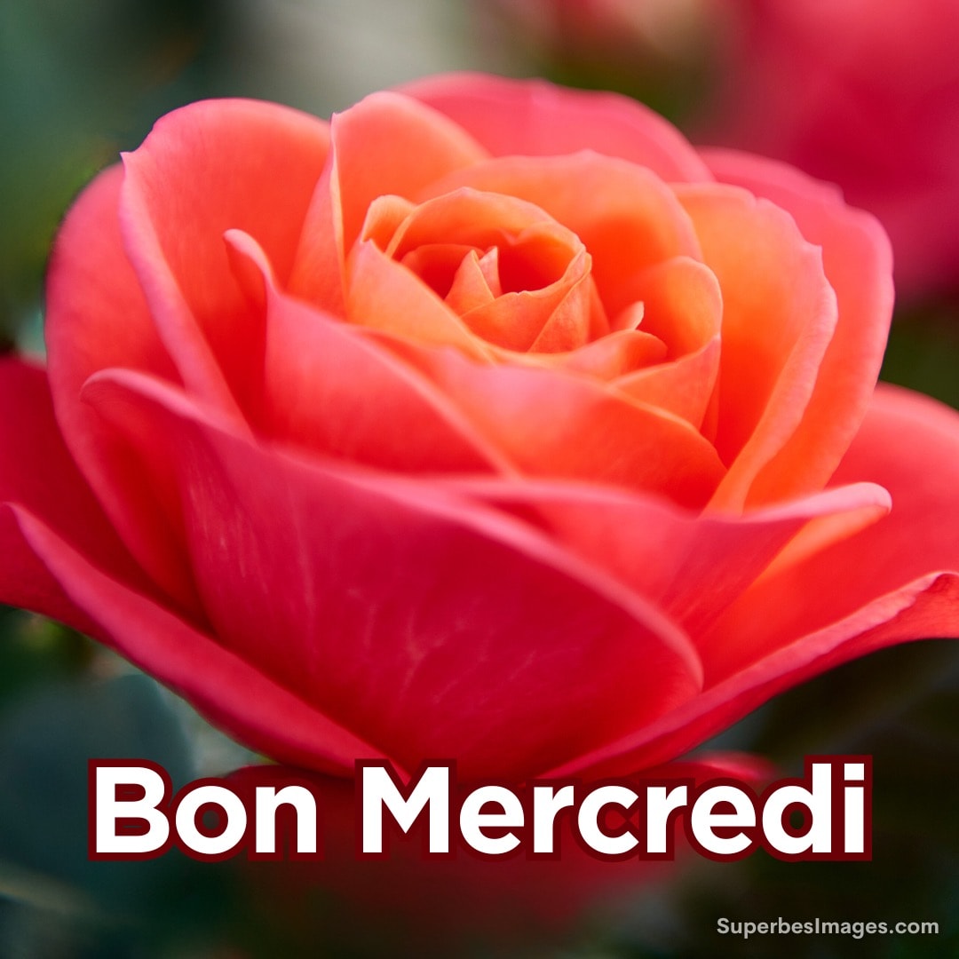 Rose rouge en gros plan avec texte 'Bon Mercredi' sur fond flou