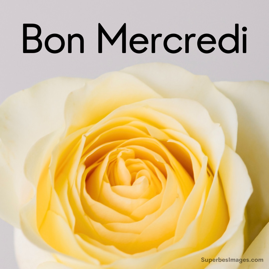 Une rose jaune avec les mots 'Bon Mercredi' en haut et un site web en bas