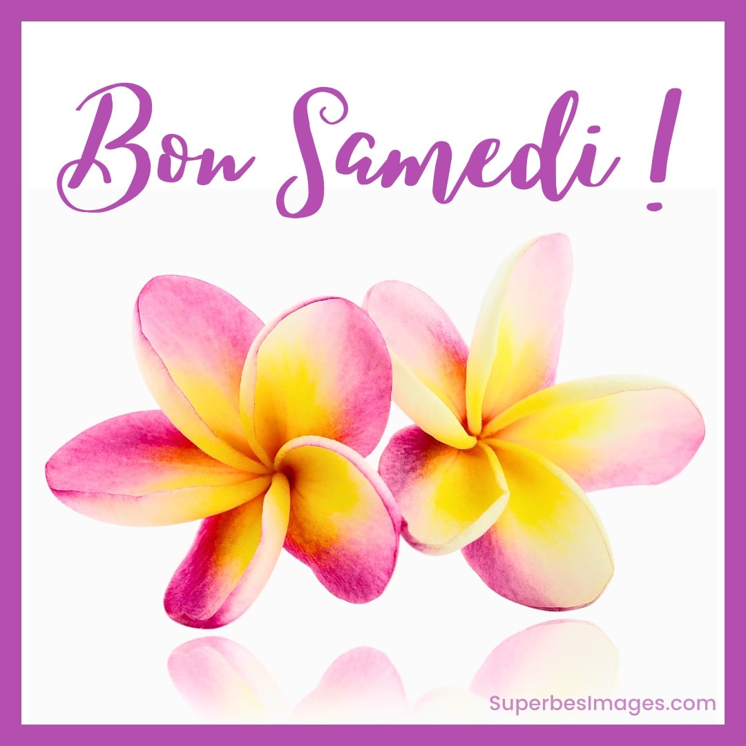 Deux fleurs tropicales rose et jaune avec le texte “Bon Samedi !” sur fond blanc et bordure violette