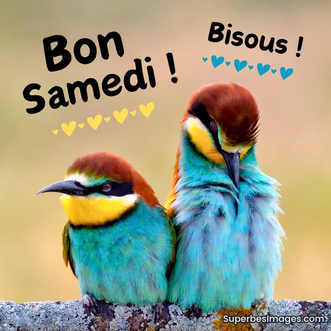 Deux oiseaux colorés côte à côte avec le texte « Bon samedi ! Bisous ! » et des petits cœurs jaunes et bleus