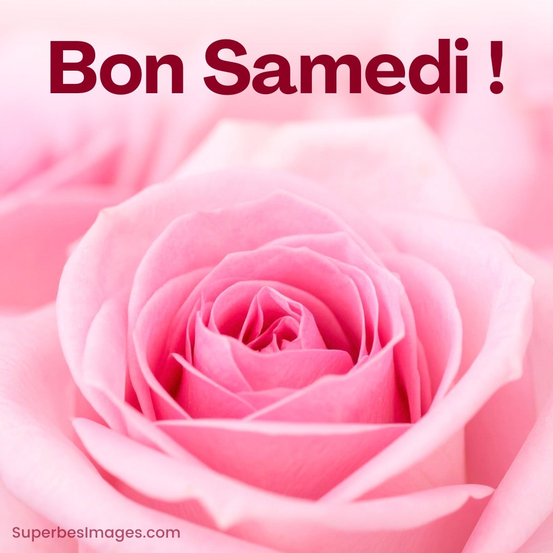 Gros plan d’une rose rose avec le texte « Bon Samedi ! » en haut, sur un fond rose doux