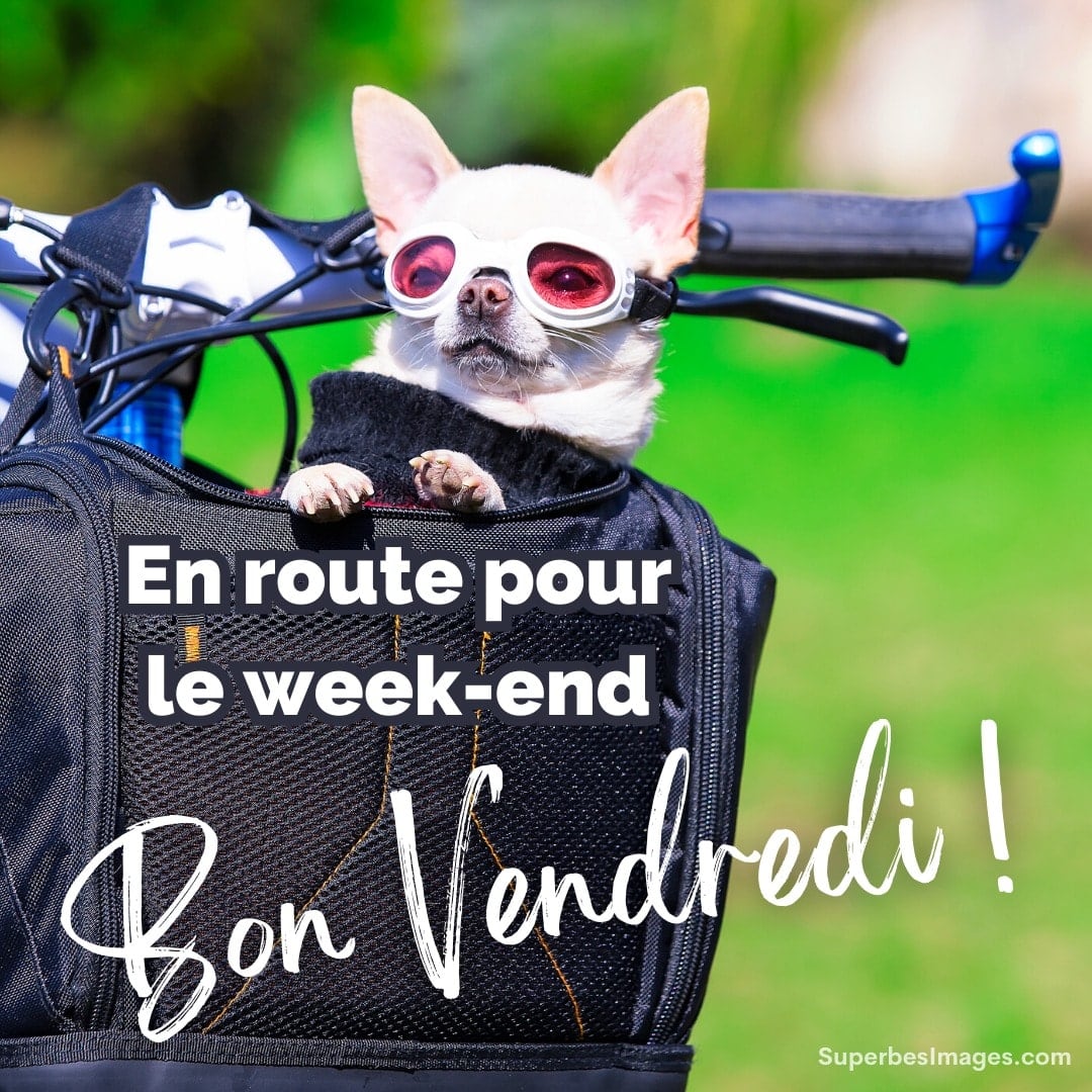 chien portant des lunettes est assis dans un sac de vélo, avec texte : on route pour le week-end, bon vendredi